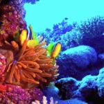 Free Copyright Long Videos, Anemone Fish, Underwater, Coral, Reef, Sea