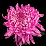 Free Copyright Stock Videos, Pink, Flower, Petal, Flora, Blossom