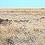 Free Copyright Video Background, Desert, Texture, Sand, Rough, Textured