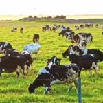 Free Copyright Videos For Youtube Channel, Ranch, Cow, Farm, Grass, Cattle