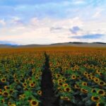 Free Digital Video Collection, Sunflower, Field, Landscape, Sky, Rural