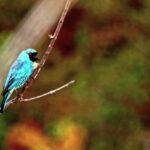 Free Dog Video, Indigo Bunting, Bunting, Finch, Bird, Beak