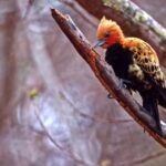 Free Domain Video Footage, Bird, Woodpecker, Wildlife, Beak, Animal