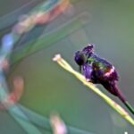 Free Download Video Background Easyworship 2009, Hummingbird, Insect, Bird, Plant, Fly