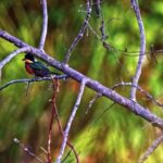 Free Download Video Free Download, Bird, Tree, Branch, Wildlife, Wild