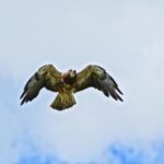 Free Download Video Wallpaper, Kite, Hawk, Bird, Flying, Flight