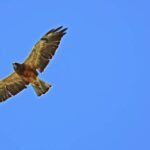 Free Drone Video Download, Kite, Hawk, Bird, Flying, Wildlife