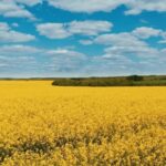 Free Dv Loops, Rapeseed, Oilseed, Seed, Field, Fruit