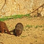 Free Emoji Video Clips, Mongoose, Mammal, Wild, Wildlife, Fur