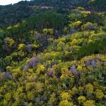 Free Explosion Stock Footage, Gorse, Shrub, Woody Plant, Vascular Plant, Plant