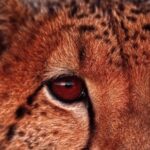 Free Fire Background Video Download, Cheetah, Big Cat, Feline, Cat, Fur