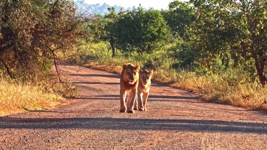 Free Fire Clip Video Download, Canine, Dingo, Wild Dog, Dog, Calf