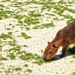 Free Fire Editing Background Video, Rodent, Mammal, Beaver, Wildlife, Wild