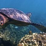 Free Fire Green Screen Video, Sea Turtle, Turtle, Loggerhead, Sea, Underwater