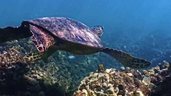 Free Fire Green Screen Video, Sea Turtle, Turtle, Loggerhead, Sea, Underwater