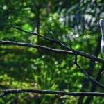 Free Fire Short Video Download, Tree, Bird, Dove, Woody Plant, Branch