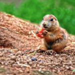 Free Fireplace Video Background, Marmot, Rodent, Mammal, Wildlife, Wild