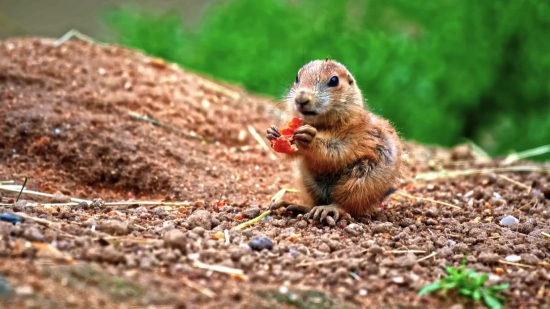 Free Fireplace Video Background, Marmot, Rodent, Mammal, Wildlife, Wild