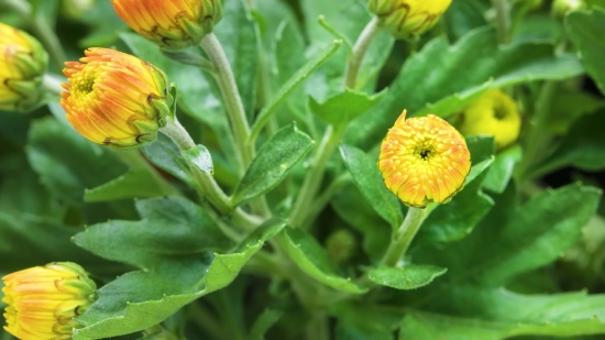 Free Fog Stock Footage, Flower, Plant, Herb, Vascular Plant, Buttercup