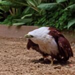 Free Footage Download, Hen, Bird, Beak, Animal, Eagle