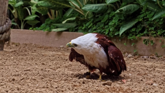 Free Footage Download, Hen, Bird, Beak, Animal, Eagle