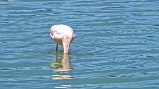 Free Footage Drone, Spoonbill, Flamingo, Wading Bird, Aquatic Bird, Bird