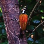 Free Footage For After Effects, Cacao, Tree, Bird, Woody Plant, Wildlife