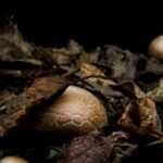 Free Footage For Editing, Fungus, Food, Brown, Texture, Organism