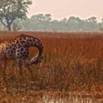 Free Footage For Youtube Videos, Giraffe, Safari, Animal, Wildlife, Mammal