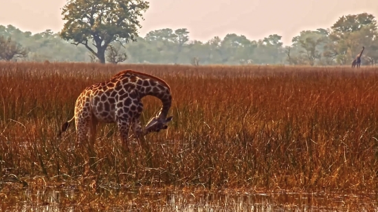 Free Footage For Youtube Videos, Giraffe, Safari, Animal, Wildlife, Mammal