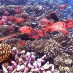 Free Footage, Reef, Coral Reef, Ridge, Sea, Underwater