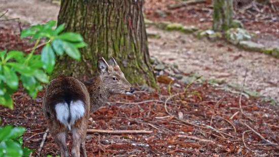 Free Footage Vertical, Mammal, Wildlife, Hare, Wild, Rodent