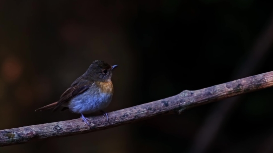 Free Footage Video Background, Wren, Bird, Wildlife, Beak, Vertebrate