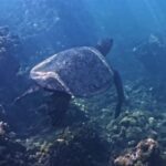 Free Footage Video Clips, Loggerhead, Sea Turtle, Turtle, Sea, Ocean