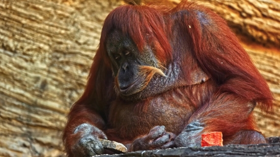 Free Funny Video Clips Download, Orangutan, Ape, Primate, Horse, Wild