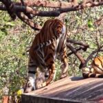 Free Gaming Stock Footage, Tiger, Wildlife, Mammal, Wild, Cat