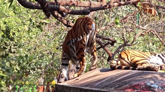 Free Gaming Stock Footage, Tiger, Wildlife, Mammal, Wild, Cat