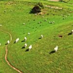 Free Glitter Background Video, Maze, Grass, Landscape, Field, Rural