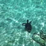 Free Golf Video, Sea, Snorkel, Water, Ocean, Sea Turtle