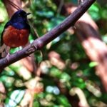 Free Google Meet Background, Bird, Junco, Wildlife, Finch, Beak