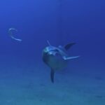 Free Gym Video, Fish, Underwater, Sea, Ocean, Ray