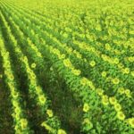 Free Hd Stock 4k Videos, Mustard, Field, Plant, Rapeseed, Herb