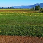 Free Hd Stock Footage 4k Videos, Field Soybean, Soy, Bean, Field, Legume