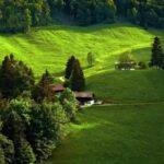 Free Hd Video, Maze, Landscape, Grass, Tree, Field