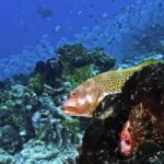 Free Hd Videos, Eel, Fish, Underwater, Coral, Reef