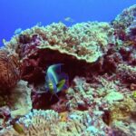 Free Health Videos, Coral Reef, Reef, Underwater, Ridge, Coral