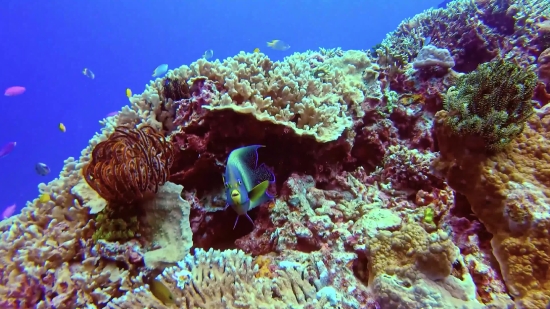 Free Health Videos, Coral Reef, Reef, Underwater, Ridge, Coral