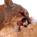 Free Images For Educational Use, Cougar, Wildcat, Cat, Feline, Fur