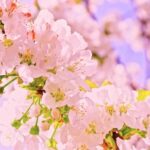 Free Indian Music For Youtube Videos, Pink, Lilac, Flower, Spring, Flowers