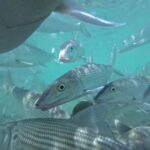 Free Islamic Background Video, Barracuda, Spiny-finned Fish, Fish, Snapper, Underwater